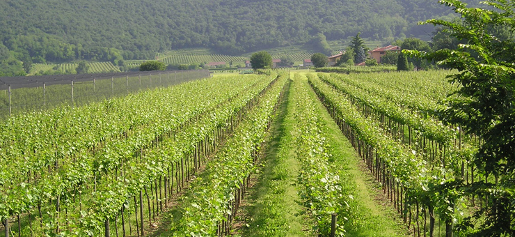 Franciacorta & Iseo Lake